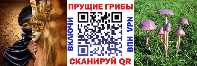 Купить закладки  Сатка  Псилоцибиновые грибы GOLDEN TEACHER 